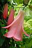 lapageria rosea 2.JPG